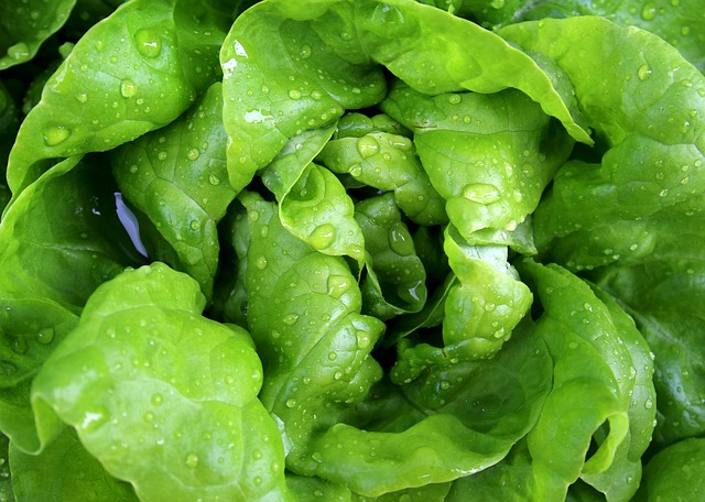 Fresh Lettuce https://pixabay.com/users/moerschy-127417/